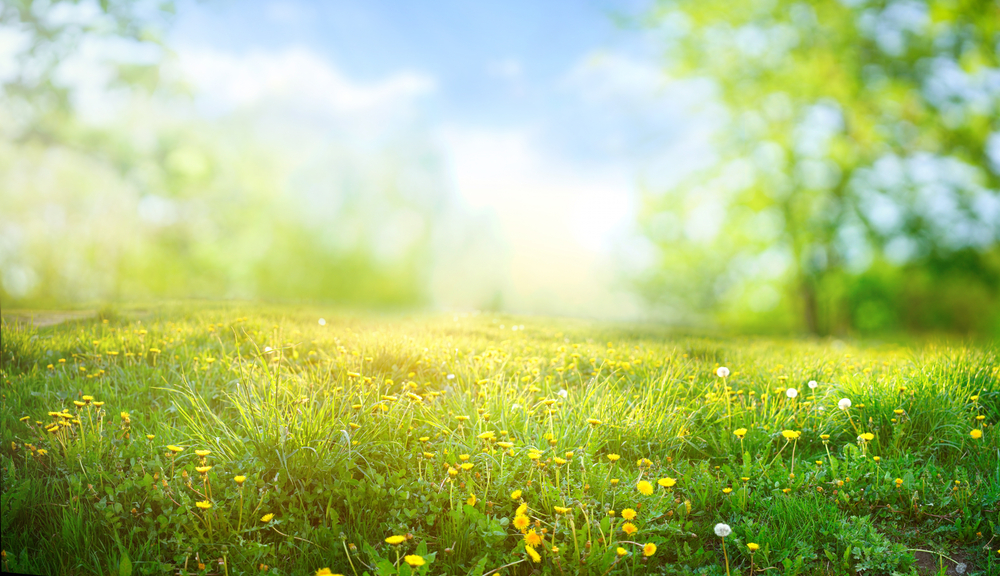 Beautiful,Meadow,Field,With,Fresh,Grass,And,Yellow,Dandelion,Flowers